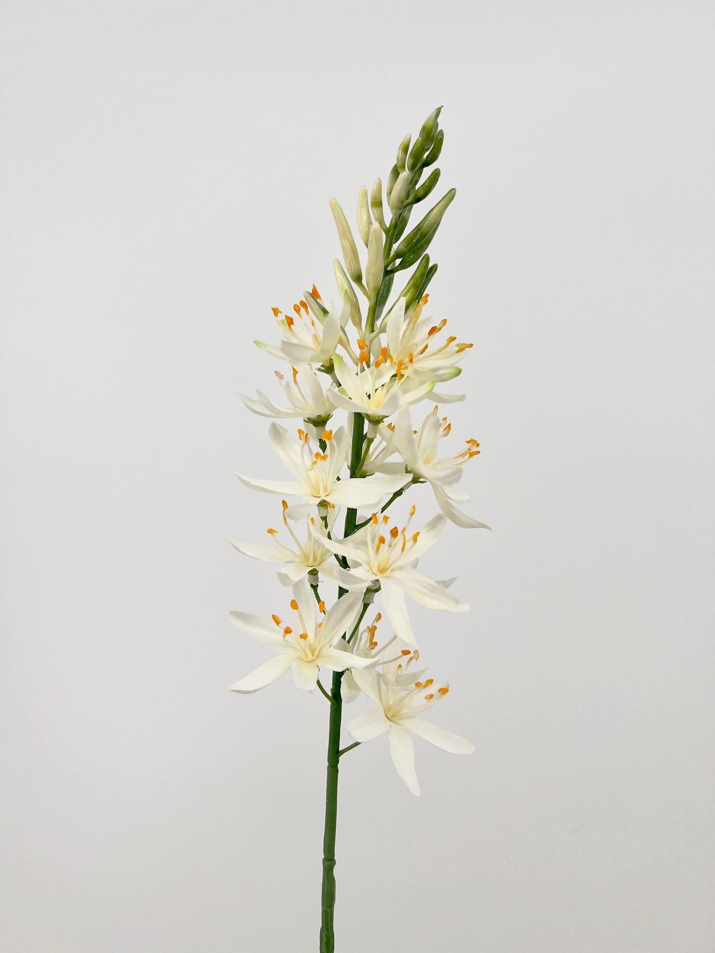 Camassia spray in 3 kleuren, 61cm