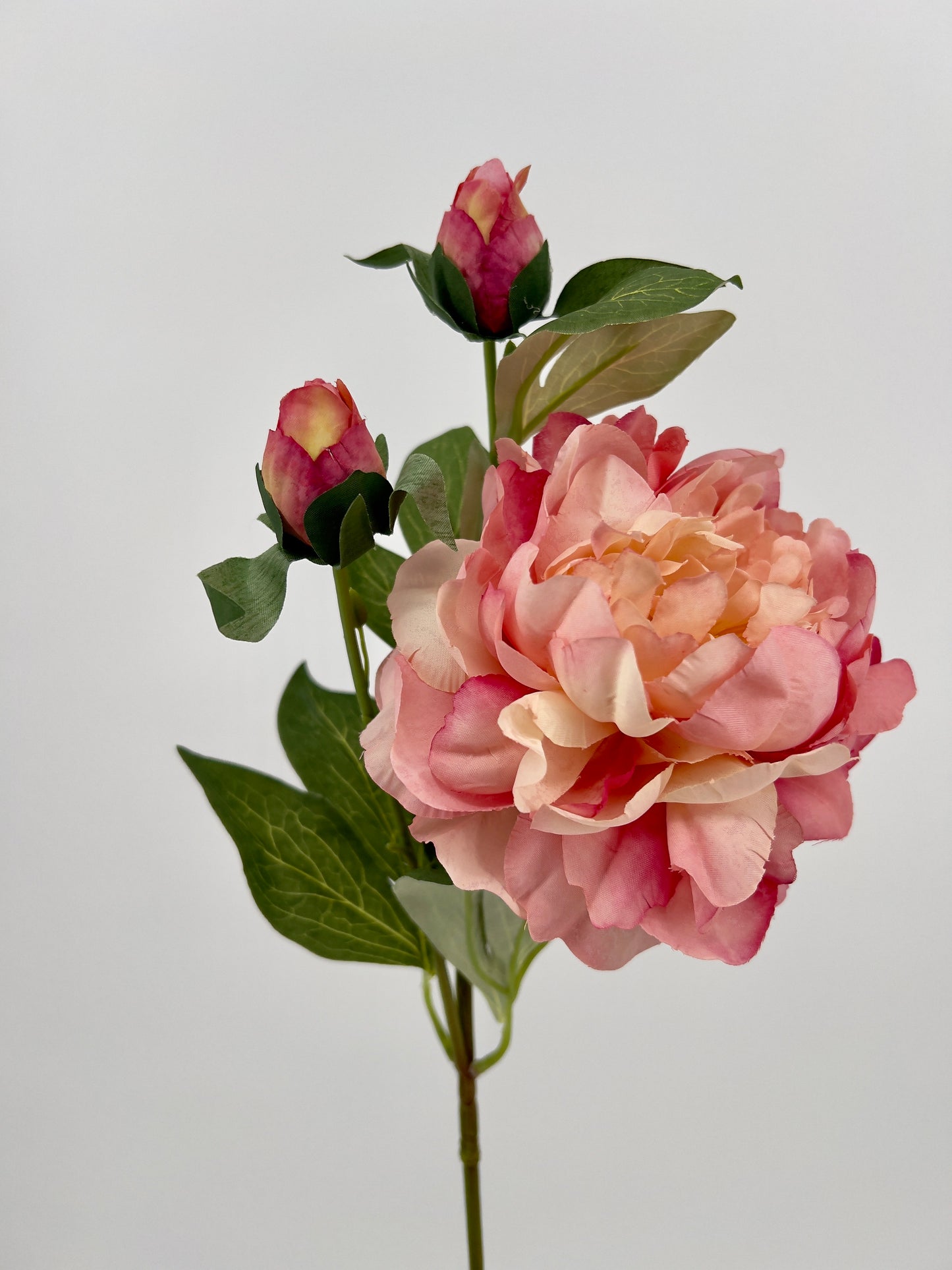 Pioen spray Sango crème of oud roze, 66cm