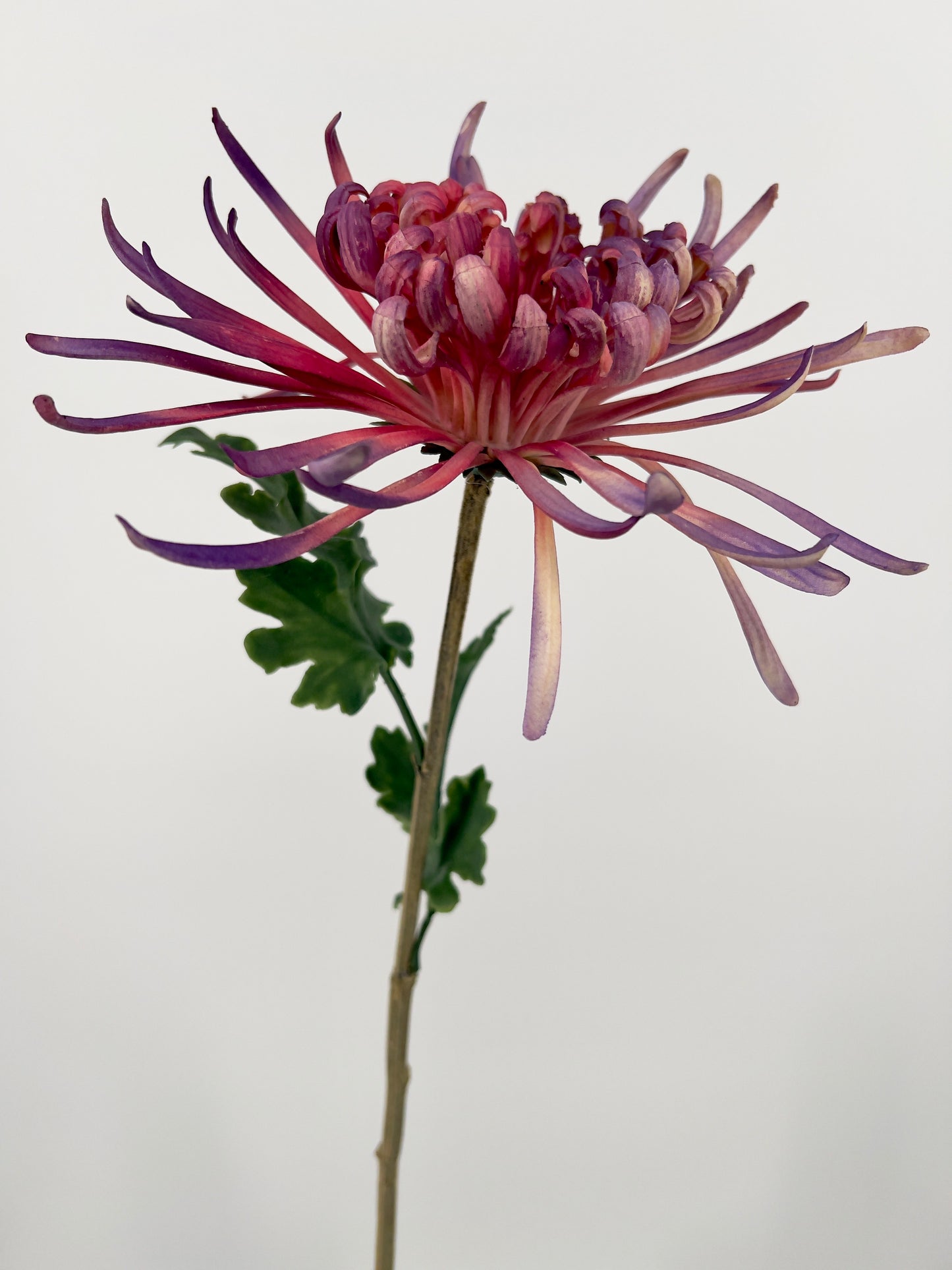 Chrysanthemum paars of roze/licht geel real touch, 73cm