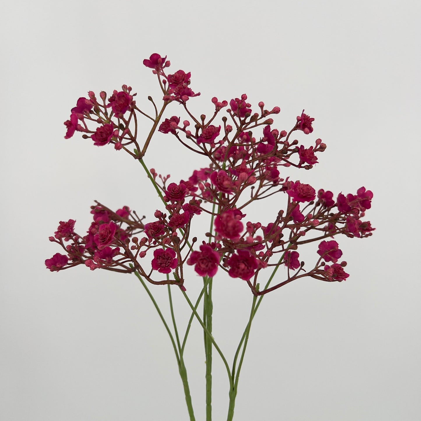 Gypsolhila kunsttak groen/creme of cerise, 70cm