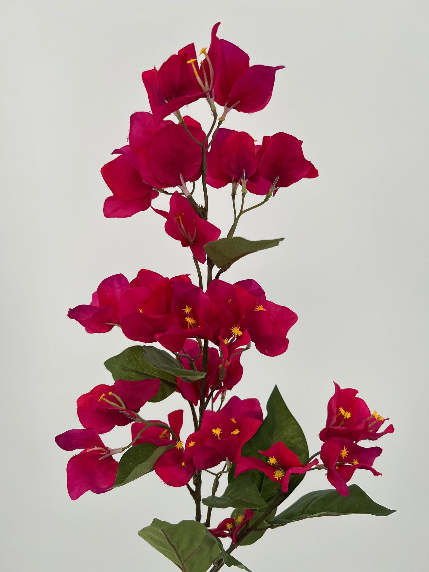 Bougainvillea tak fuchsia, 85cm