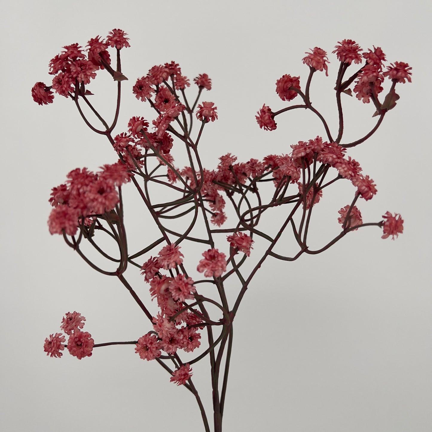 Gypsophila donker roze/oud roze, 61CM