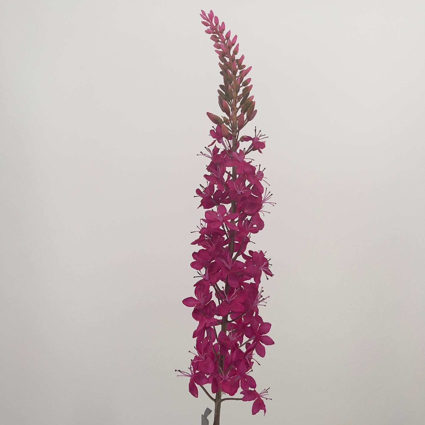 Silk-ka Eremurus kunsttak beauty en roze, 107cm