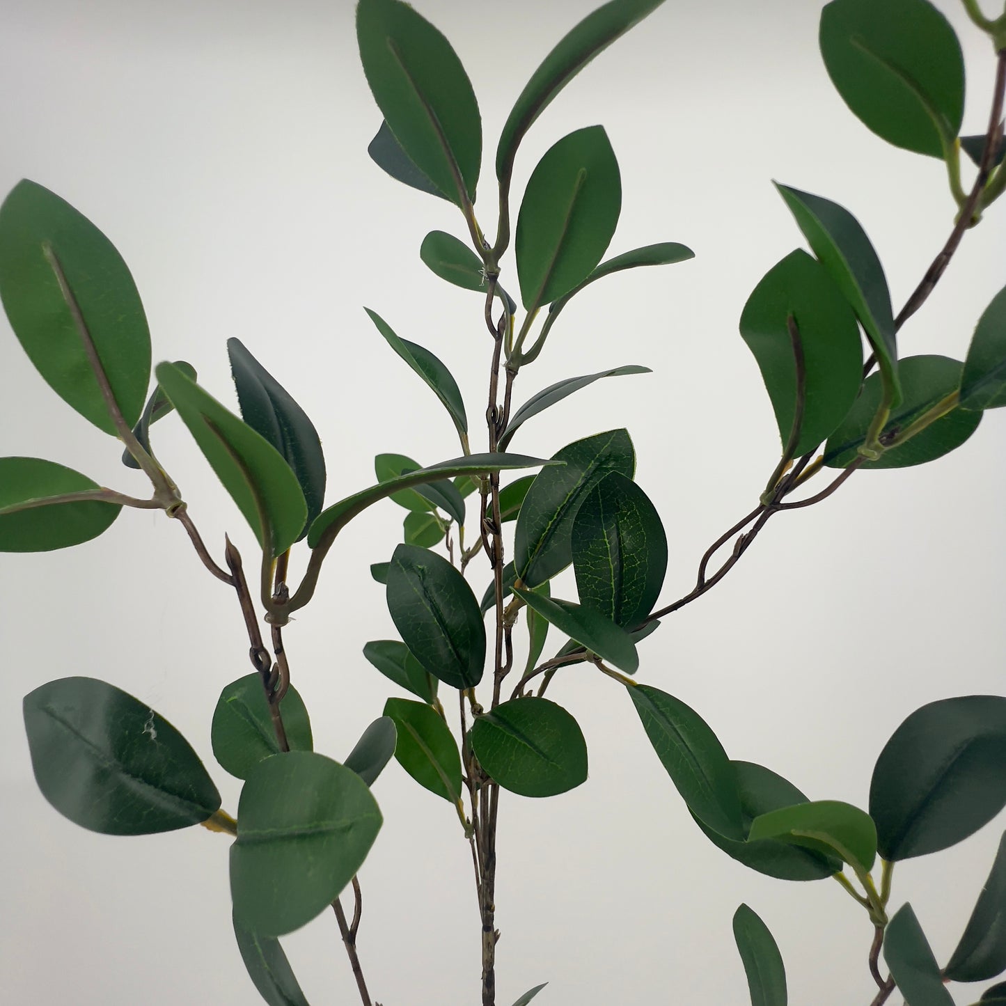 Ruscus bladgroen (mandarijnblad) spray/5, 90cm