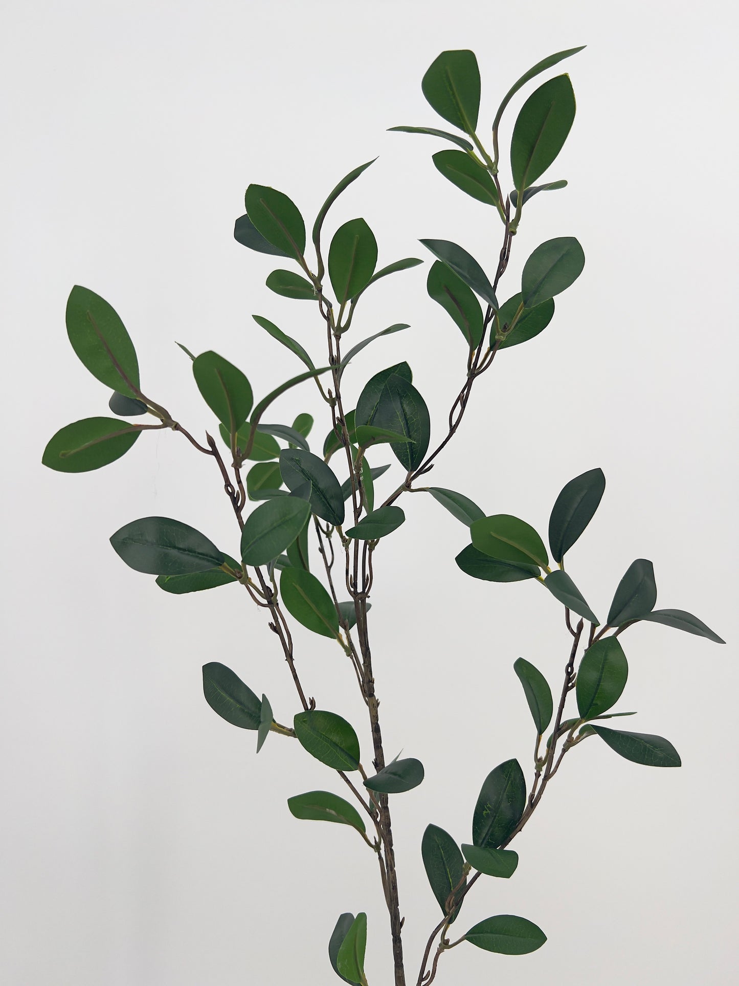 Ruscus bladgroen (mandarijnblad) spray/5, 90cm