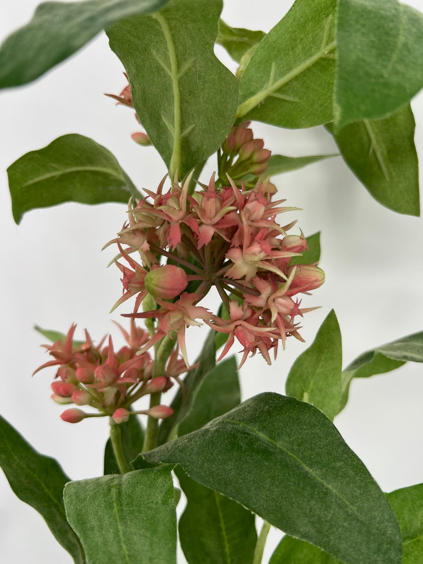 Asclepias spray fuchsia, 104cm