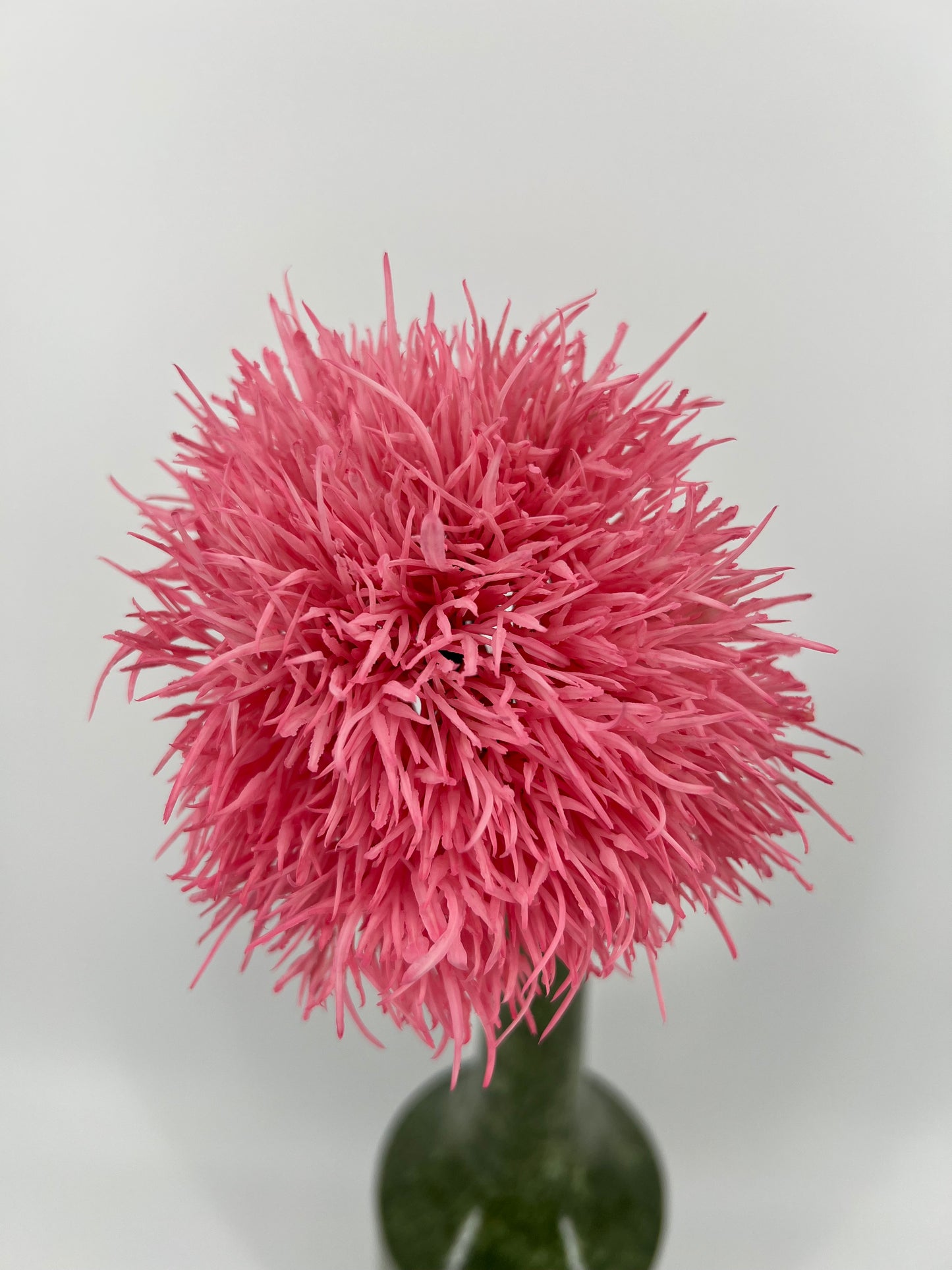 Flower Dandelion soft pink, 70cm