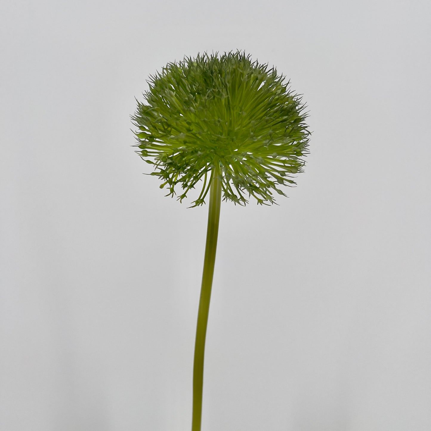 Kunst Allium spring perfect grande green/ red/purple blue, 80cm