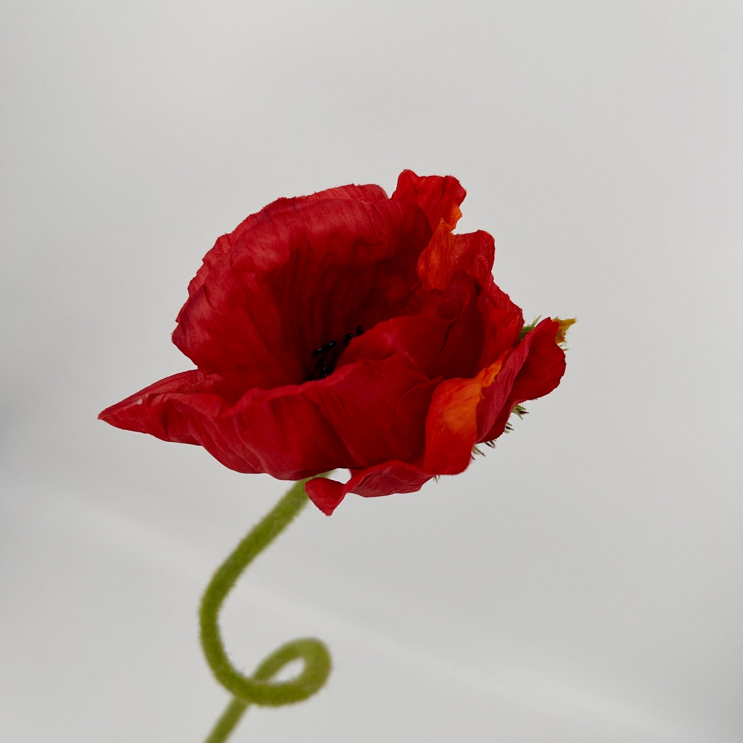 Grote papavers (klaproos, poppy) met schil in rood en oranje, 70cm