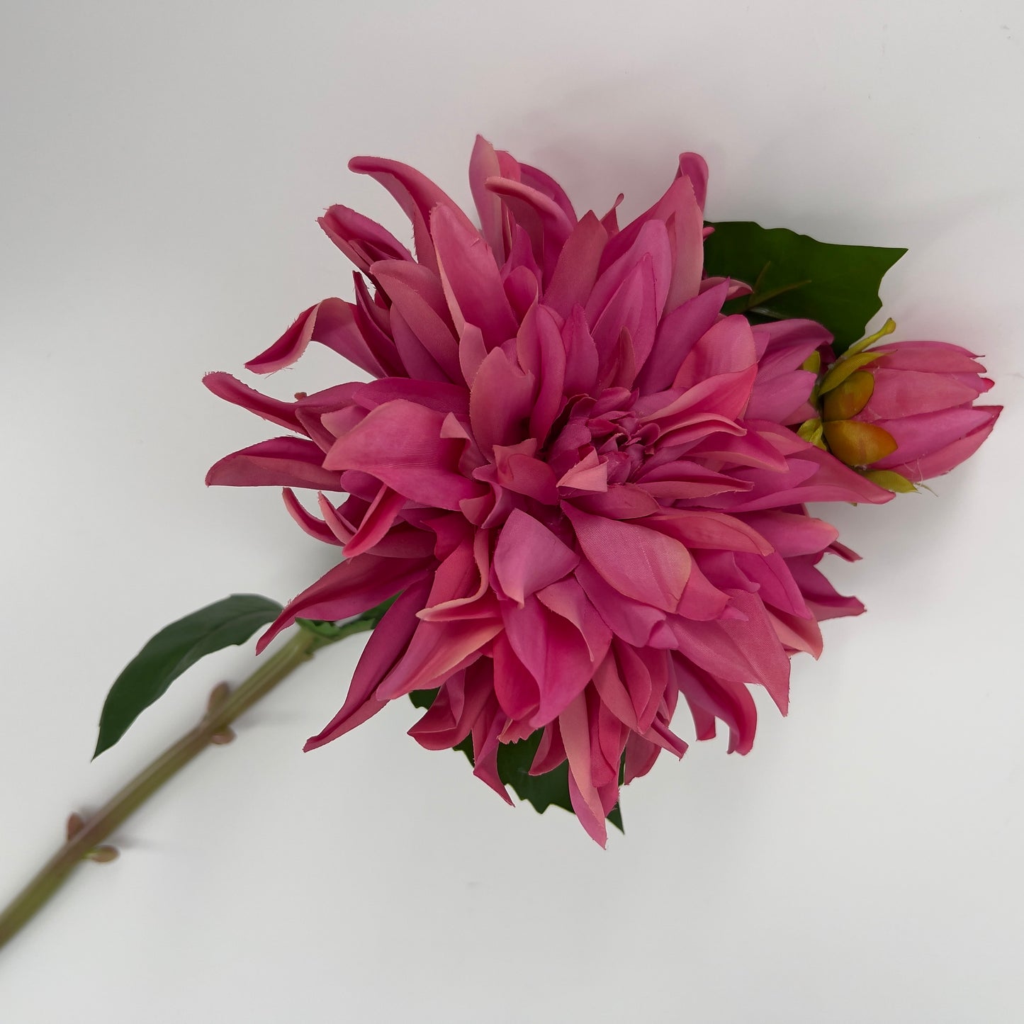 Dahlia pink/roze met knop en scheuten, 70cm