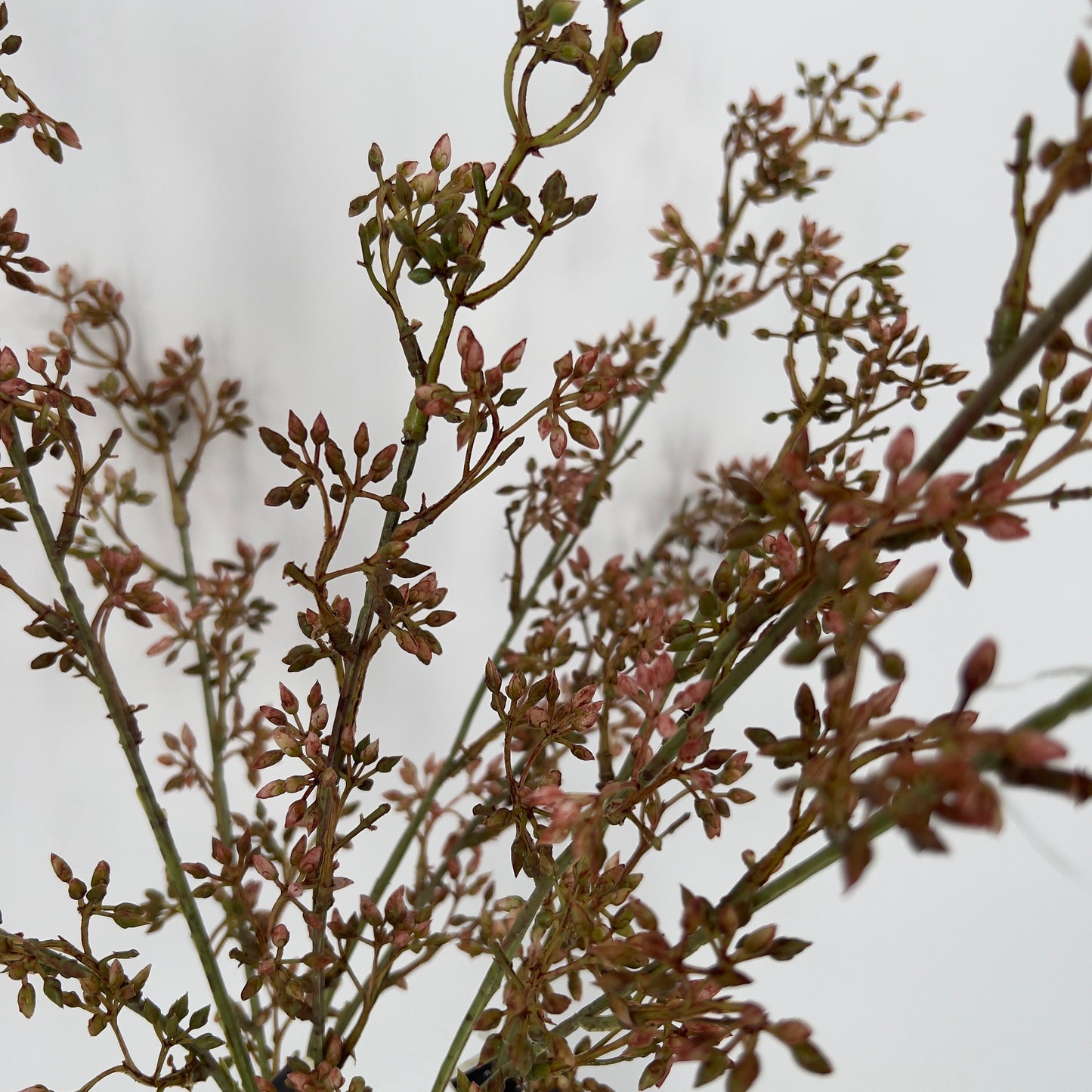 Ligustrum flower brown kunsttak BRYNXZ, 80cm