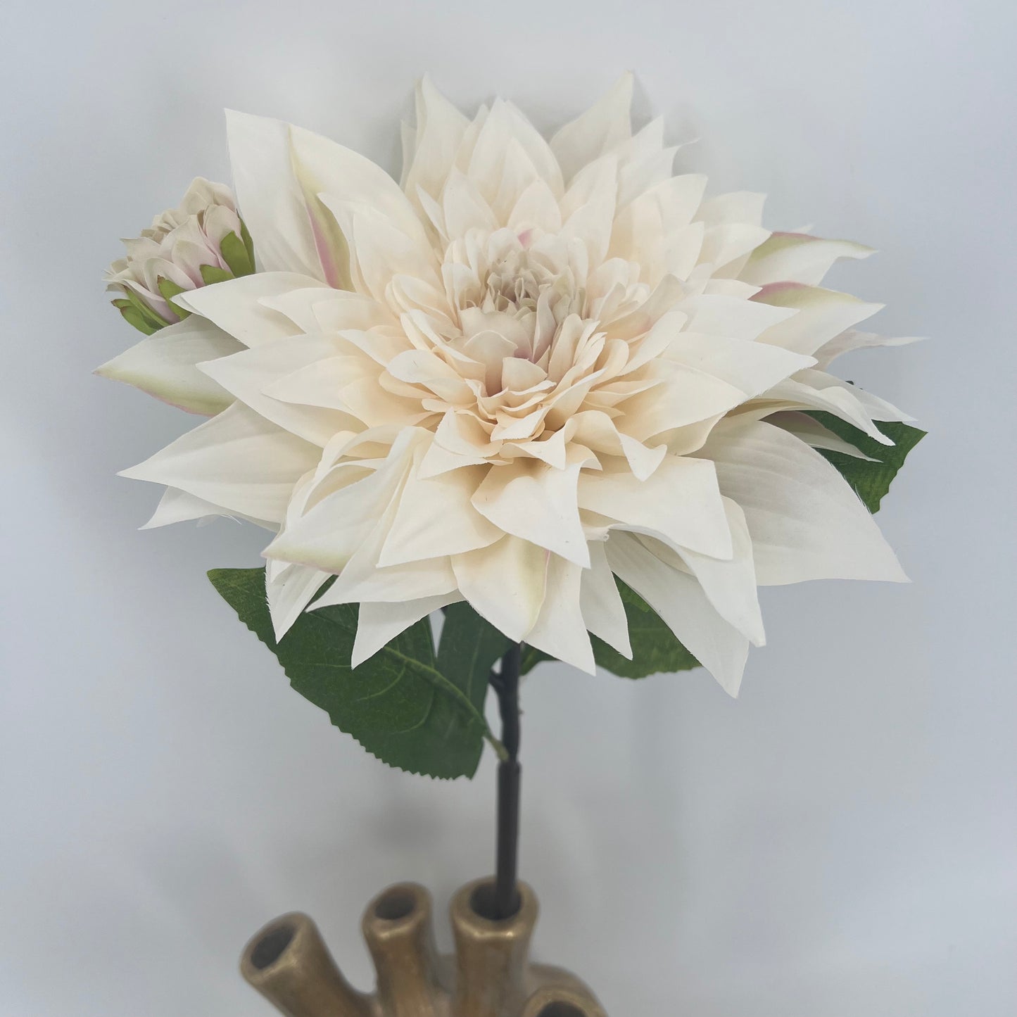 Witte Dahlia van Colmore, 57cm doorsnee bloem 23cm!