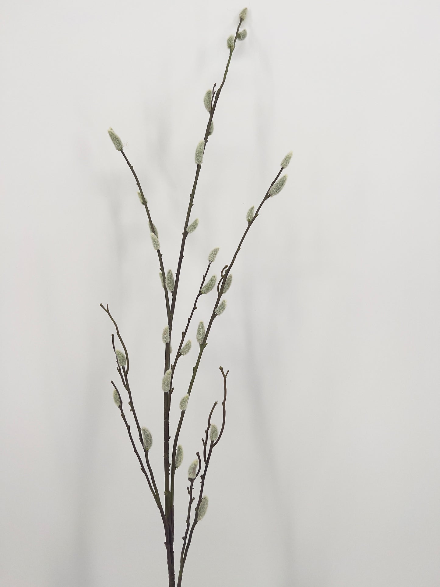 Wilgenkatjes, 130cm