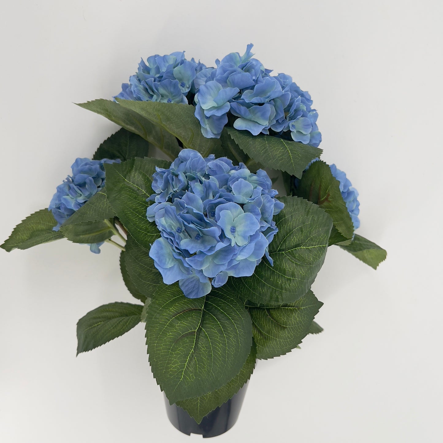 Hortensia in pot diverse kleuren, ruim 40cm