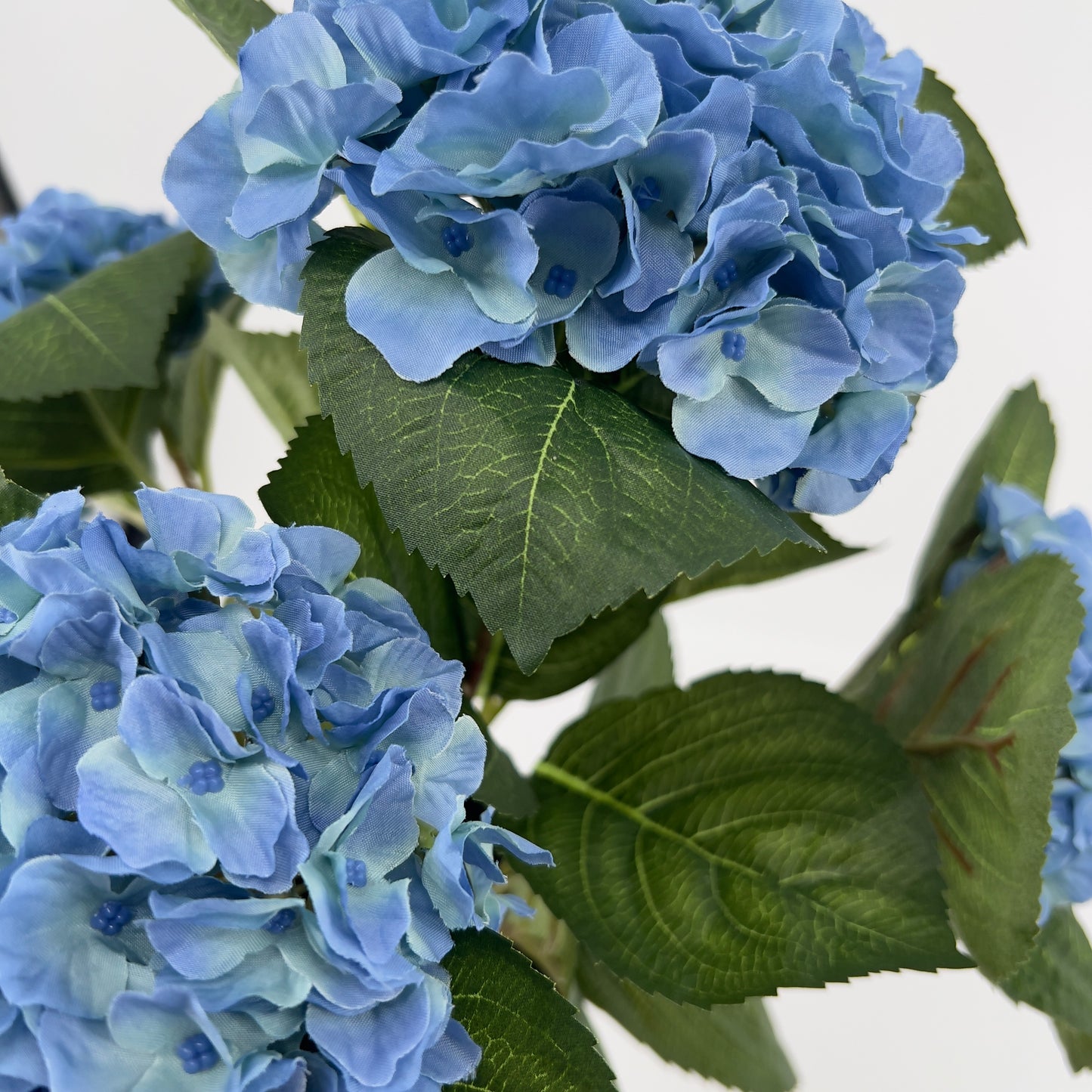 Hortensia in pot diverse kleuren, ruim 40cm