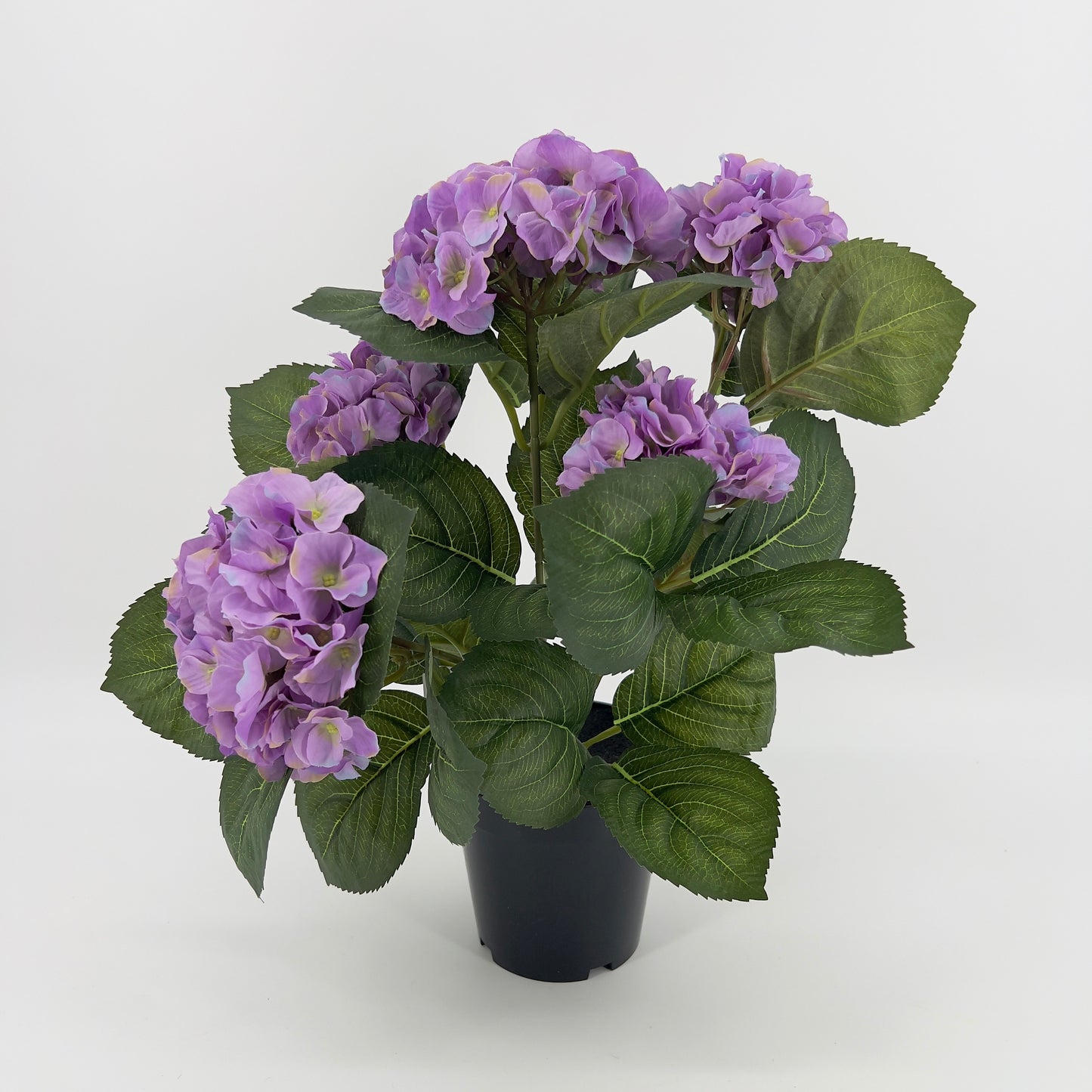 Hortensia in pot diverse kleuren, ruim 40cm
