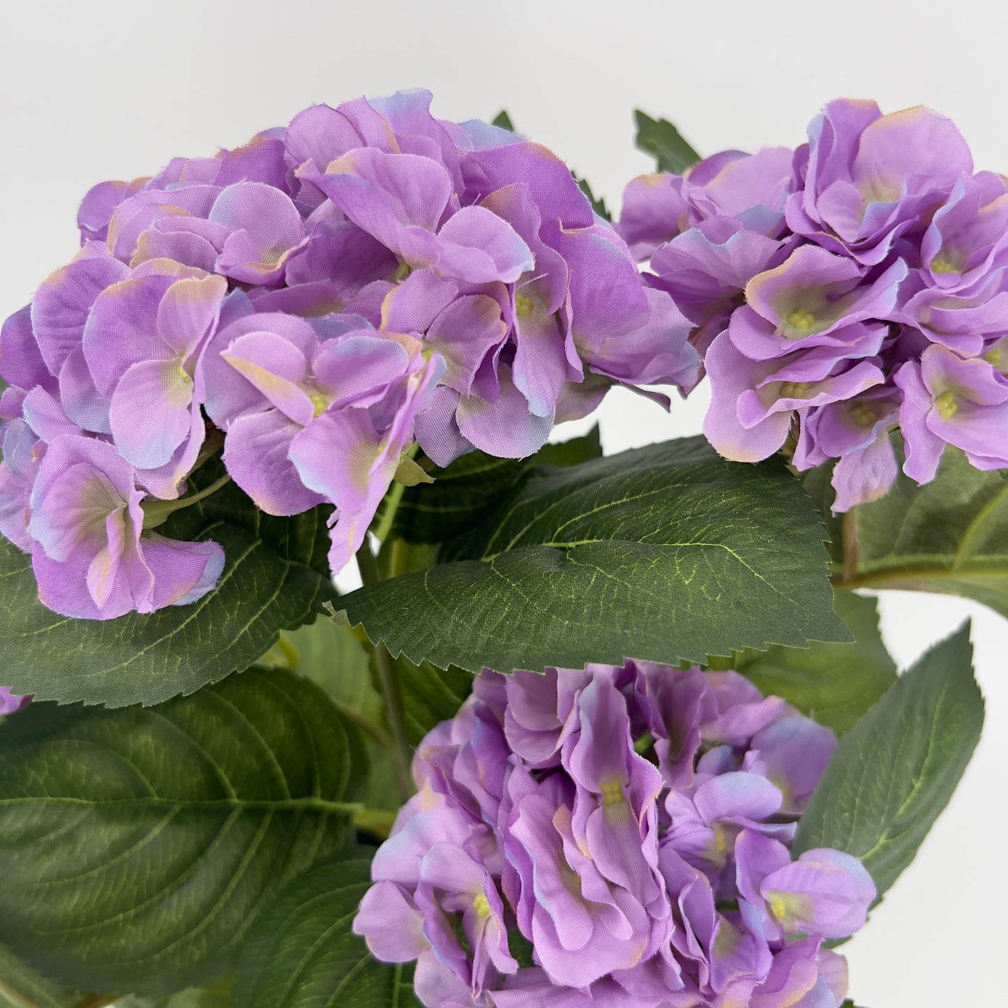 Hortensia in pot diverse kleuren, ruim 40cm