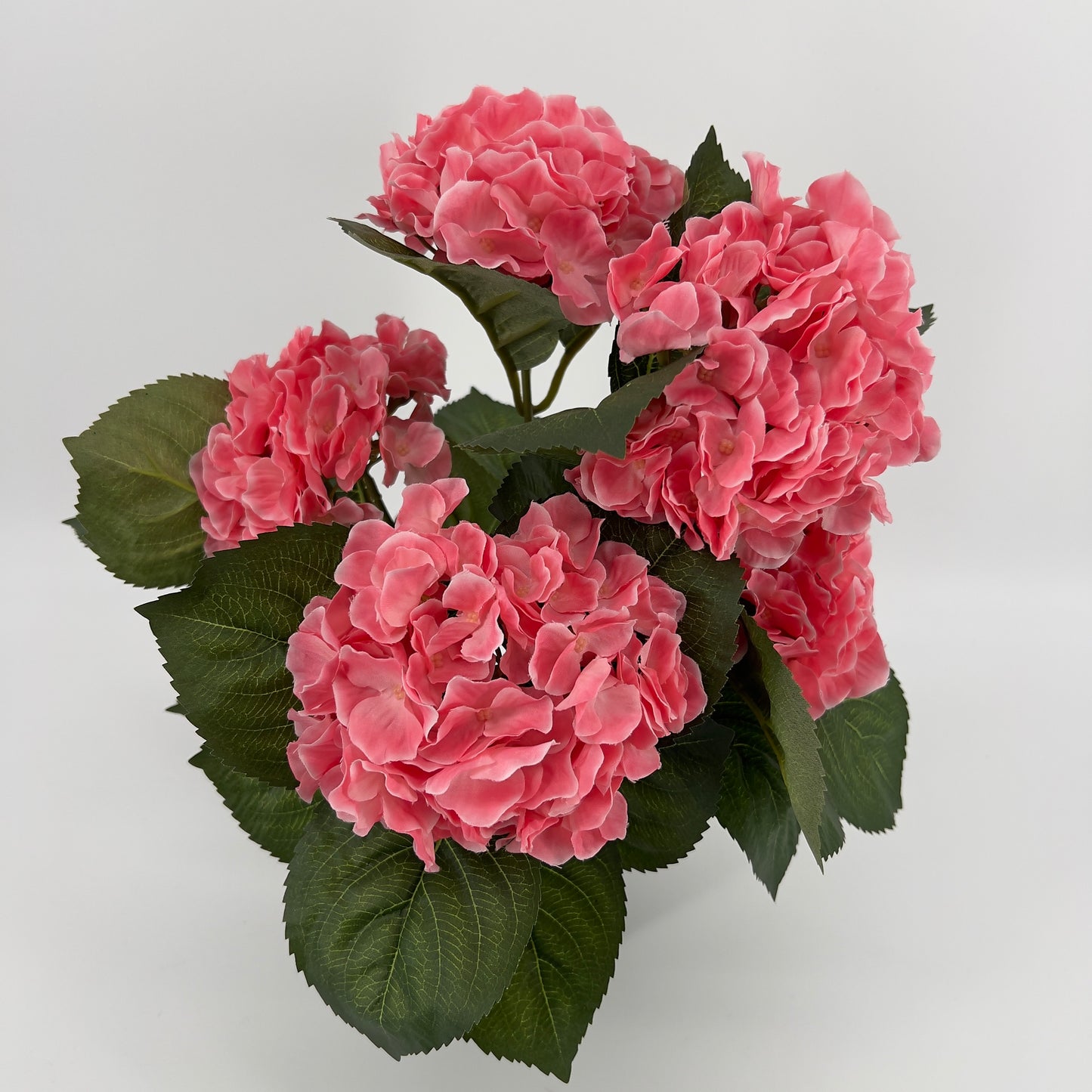 Hortensia in pot diverse kleuren, ruim 40cm