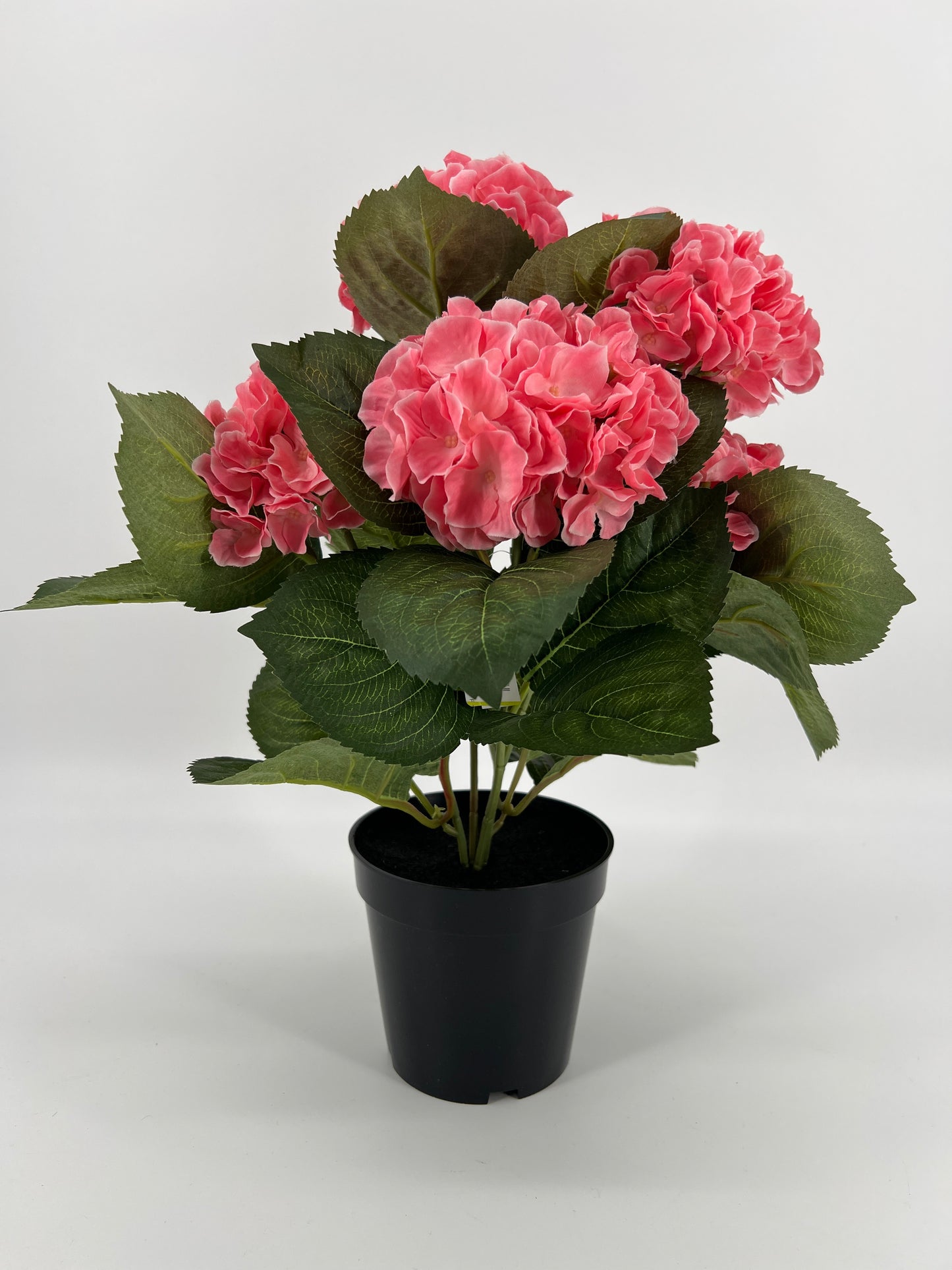 Hortensia in pot diverse kleuren, ruim 40cm