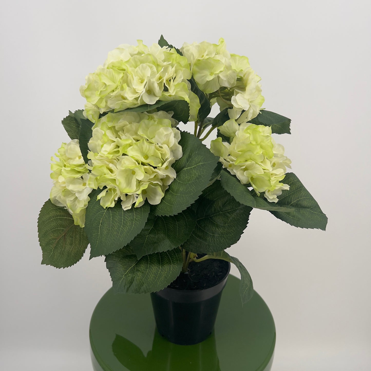 Hortensia in pot diverse kleuren, ruim 40cm