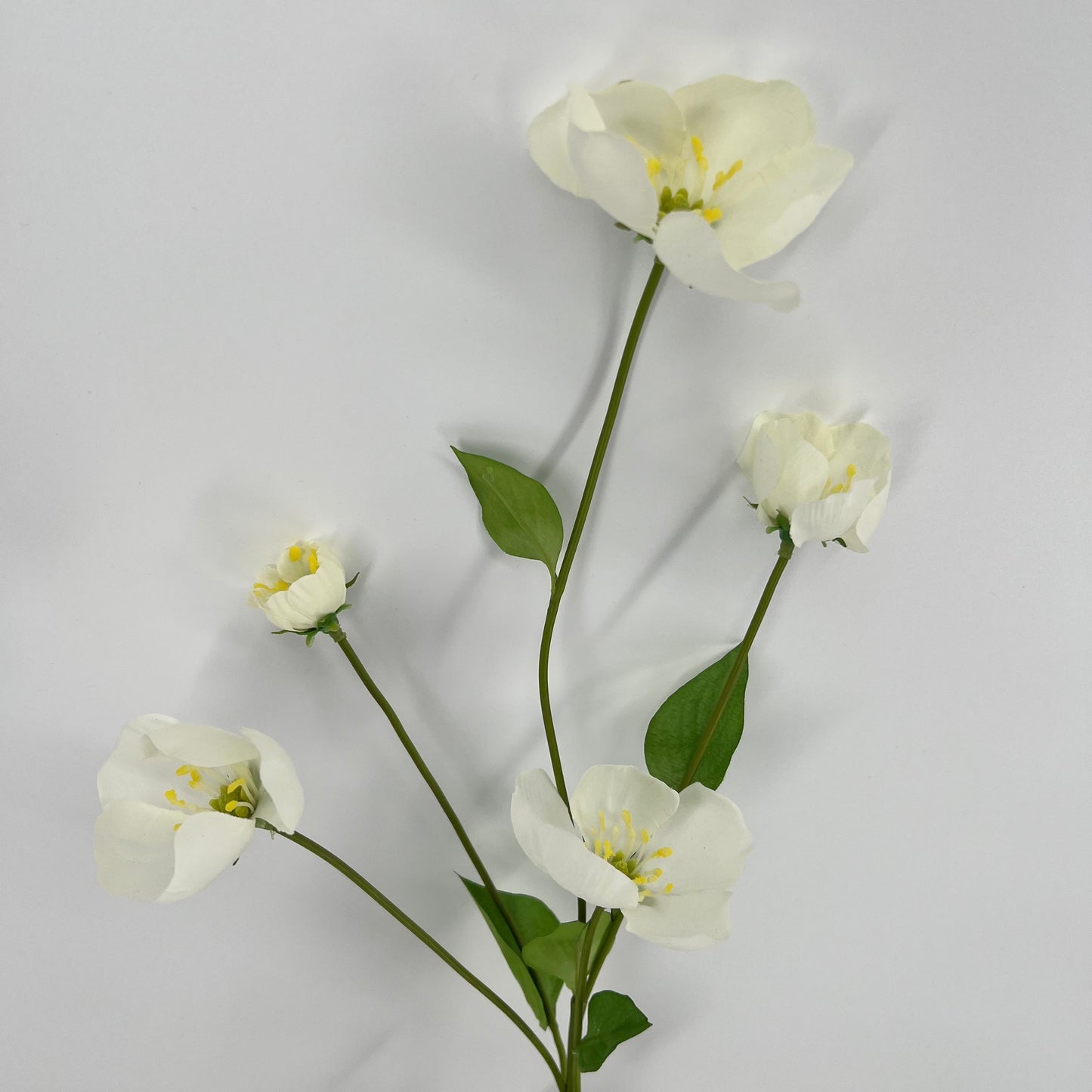 Melastoma tak, 76cm