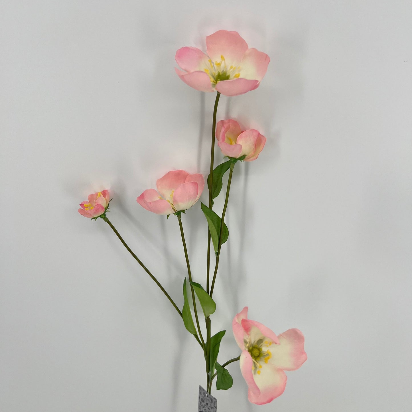 Melastoma tak, 76cm
