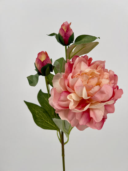 Pioen spray Sango crème of oud roze, 66cm