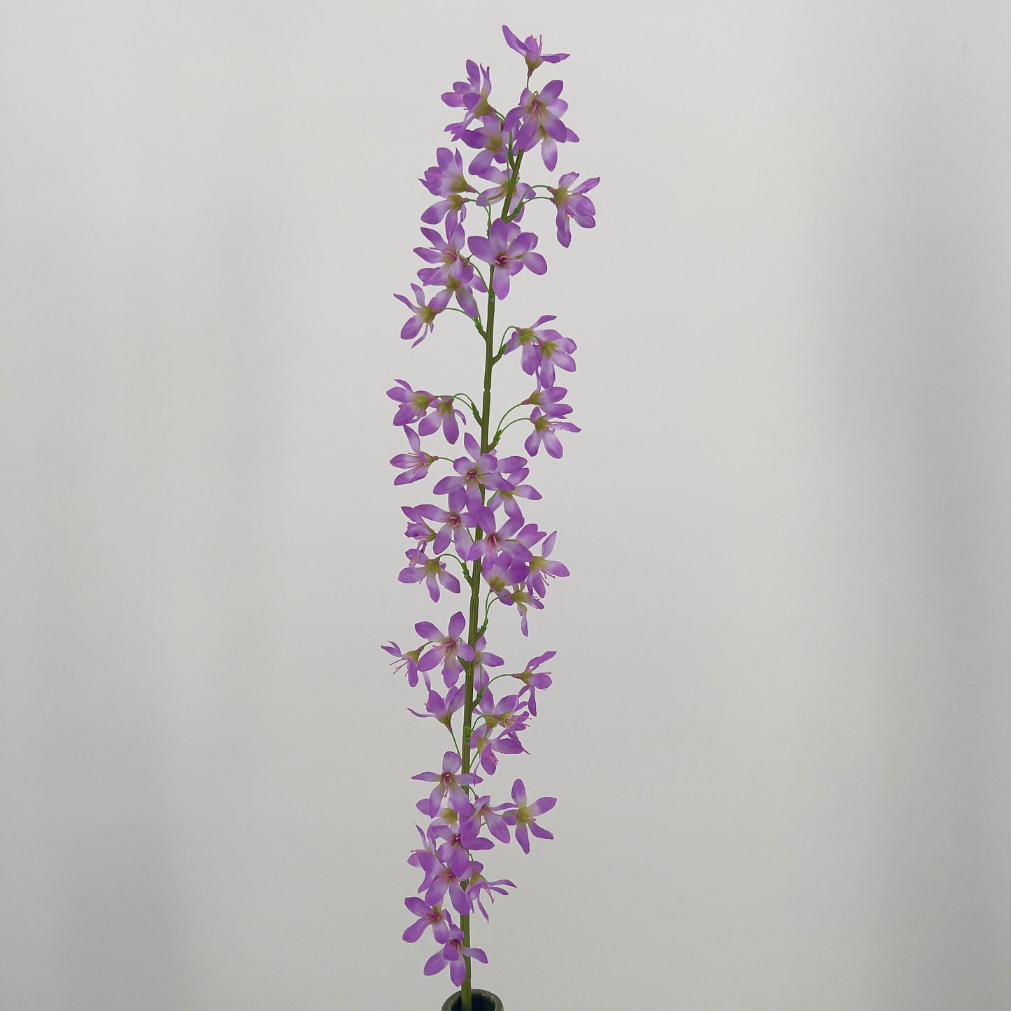Deutzia spray beauty, crème of lavendel, 100cm