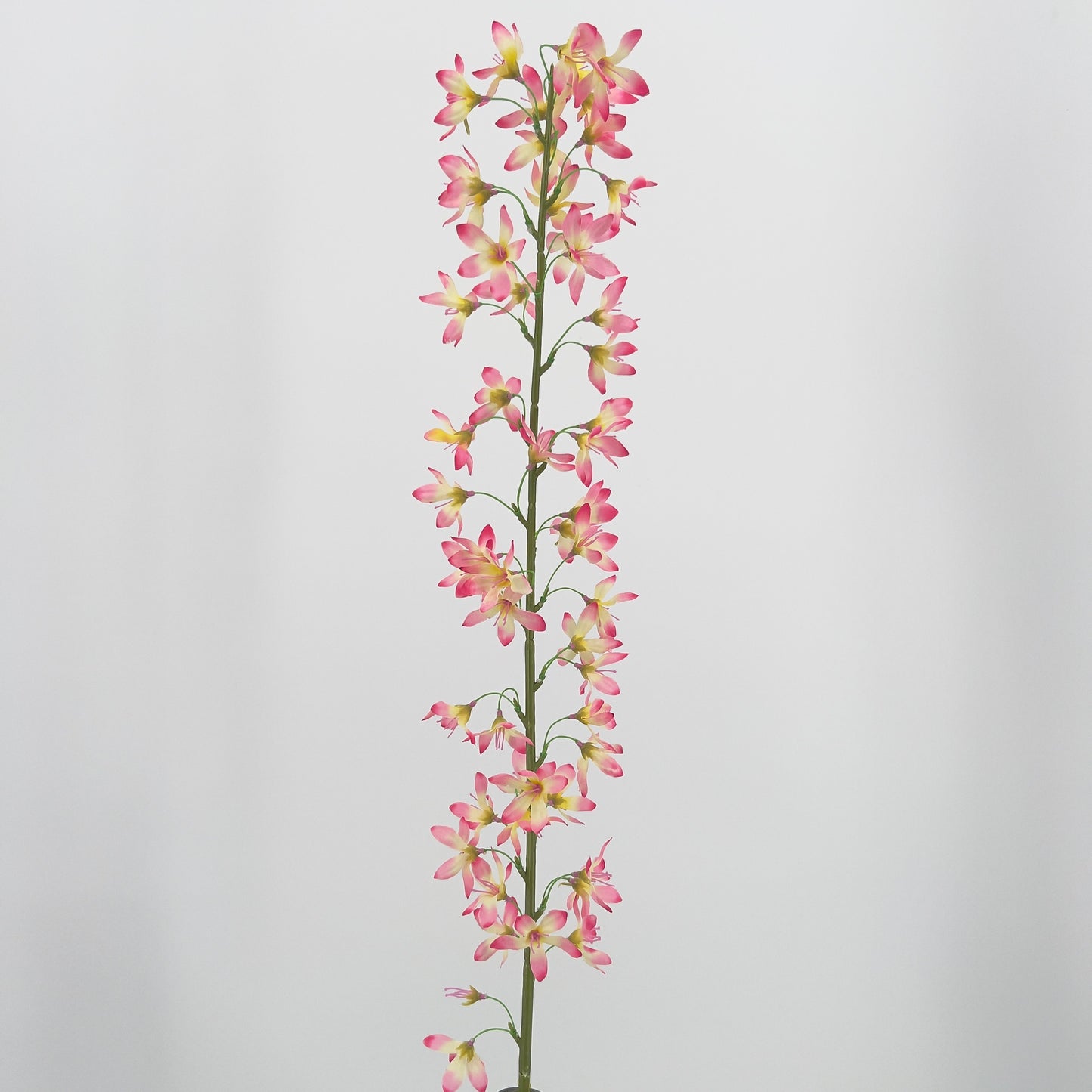 Deutzia spray beauty, crème of lavendel, 100cm