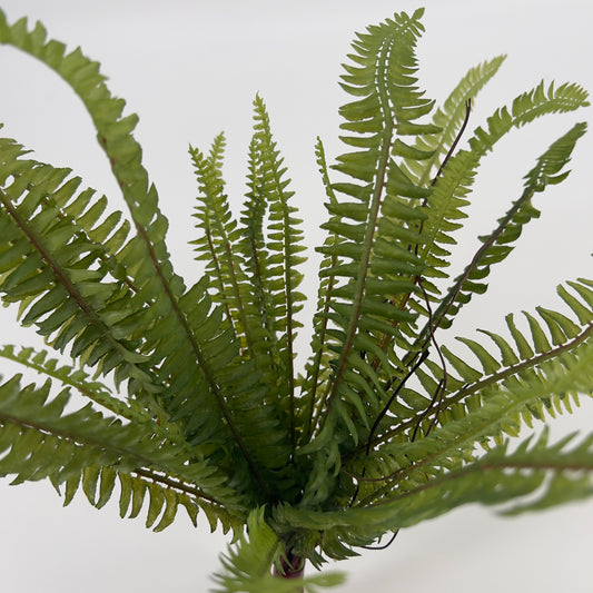 Varen Nephrolepis boston groen, 40cm