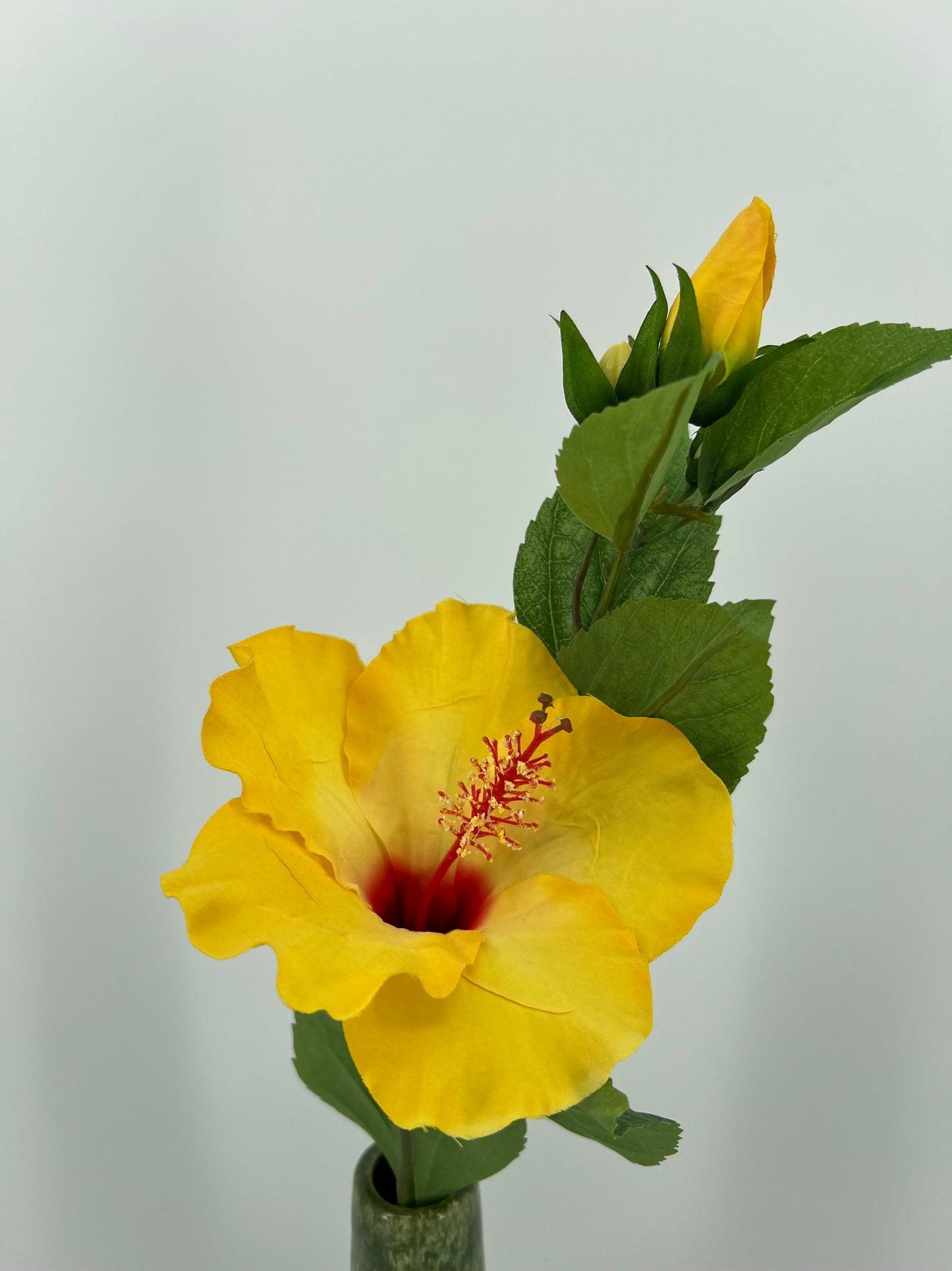 Hibiscus geel, 70cm