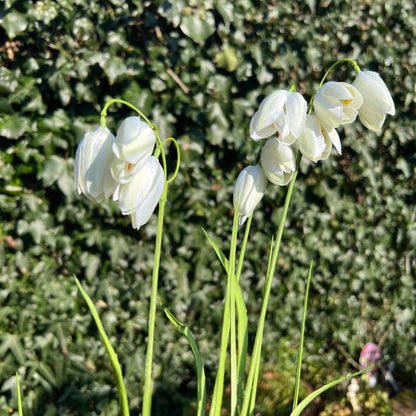 Silk-ka Fritillaria mooie uitvoering in creme/groen, 71cm lang