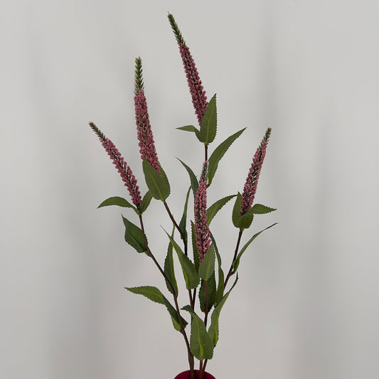 Ereprijs ook wel de Veronica donker roze, 52cm