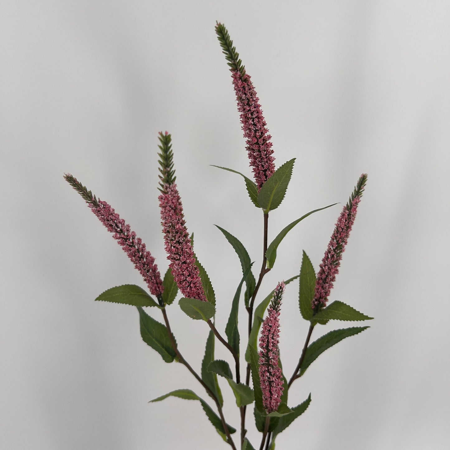 Ereprijs ook wel de Veronica donker roze, 52cm