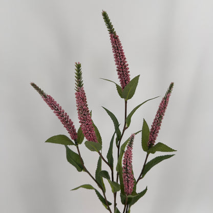 Ereprijs ook wel de Veronica donker roze, 52cm