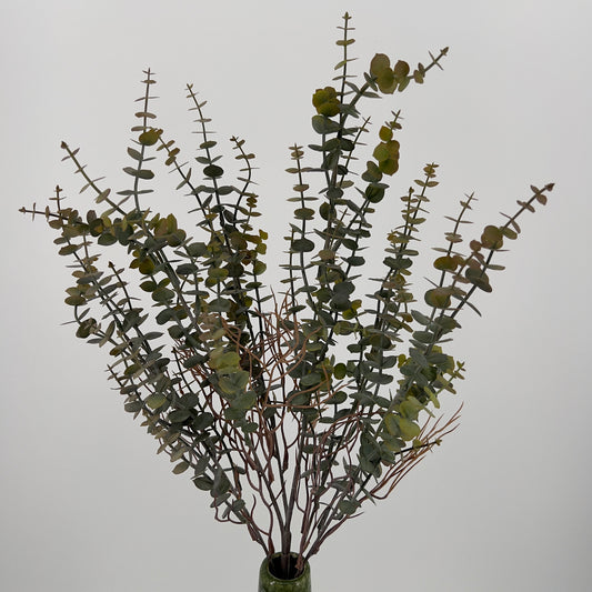 Eucalyptus bos, 60cm