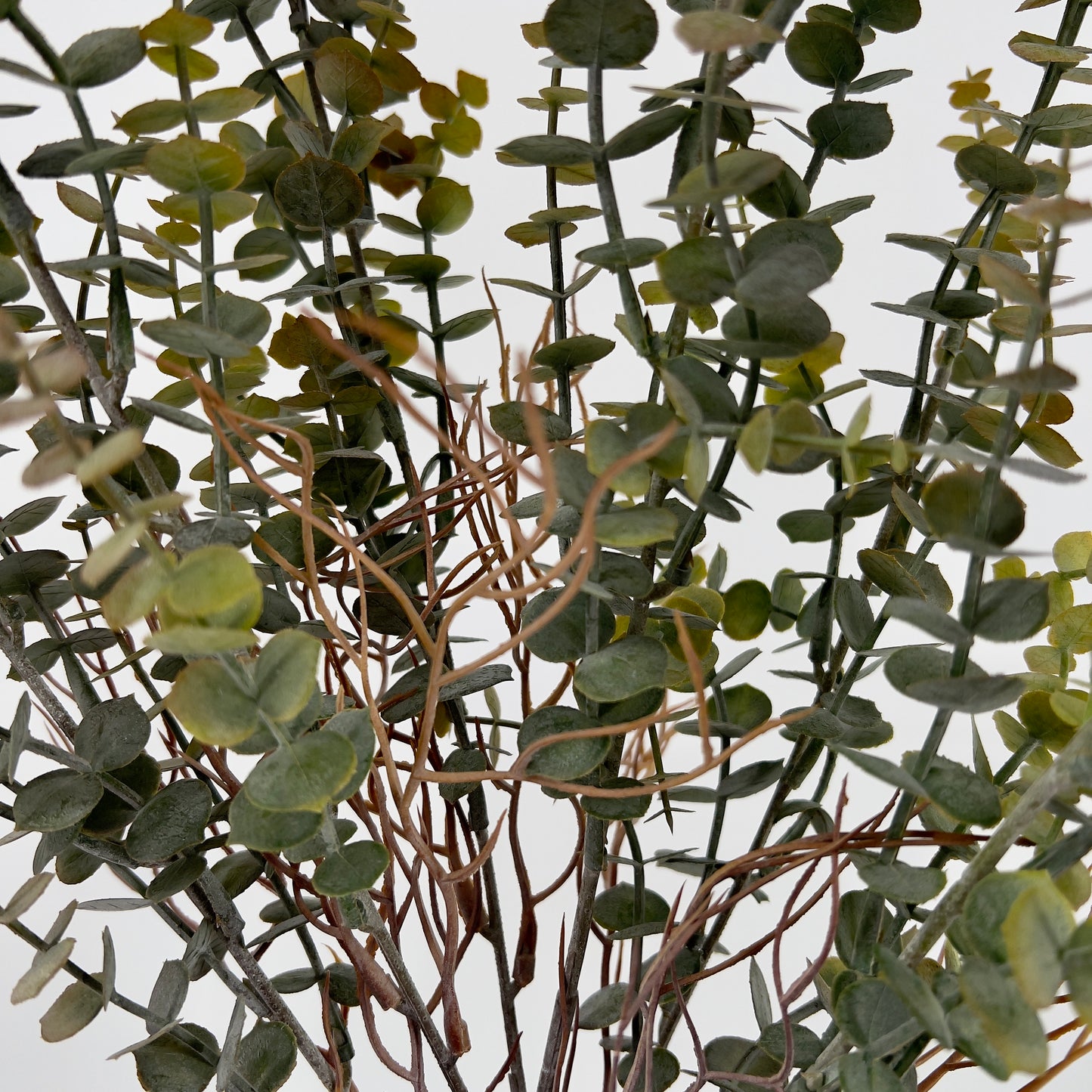 Eucalyptus bos, 60cm