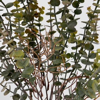Eucalyptus bos, 60cm