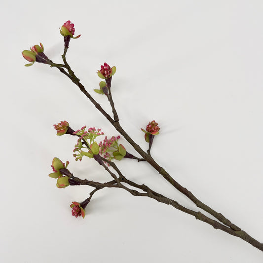 Esdoorn rose, 56cm
