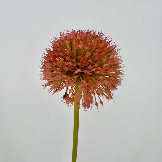 Kunst Allium spring perfect green/ red/purple blue/dark pink, 76cm