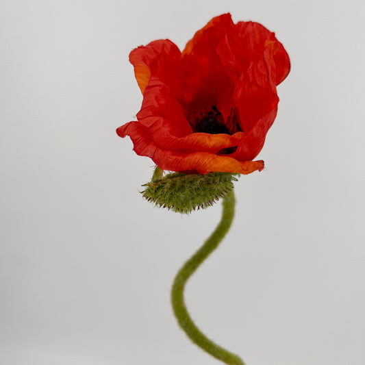 Grote papavers (klaproos, poppy) met schil in rood en oranje, 70cm