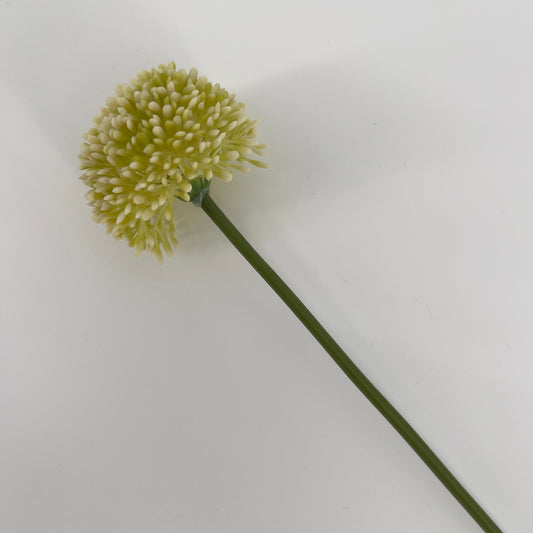 Allium globemaster, 45cm