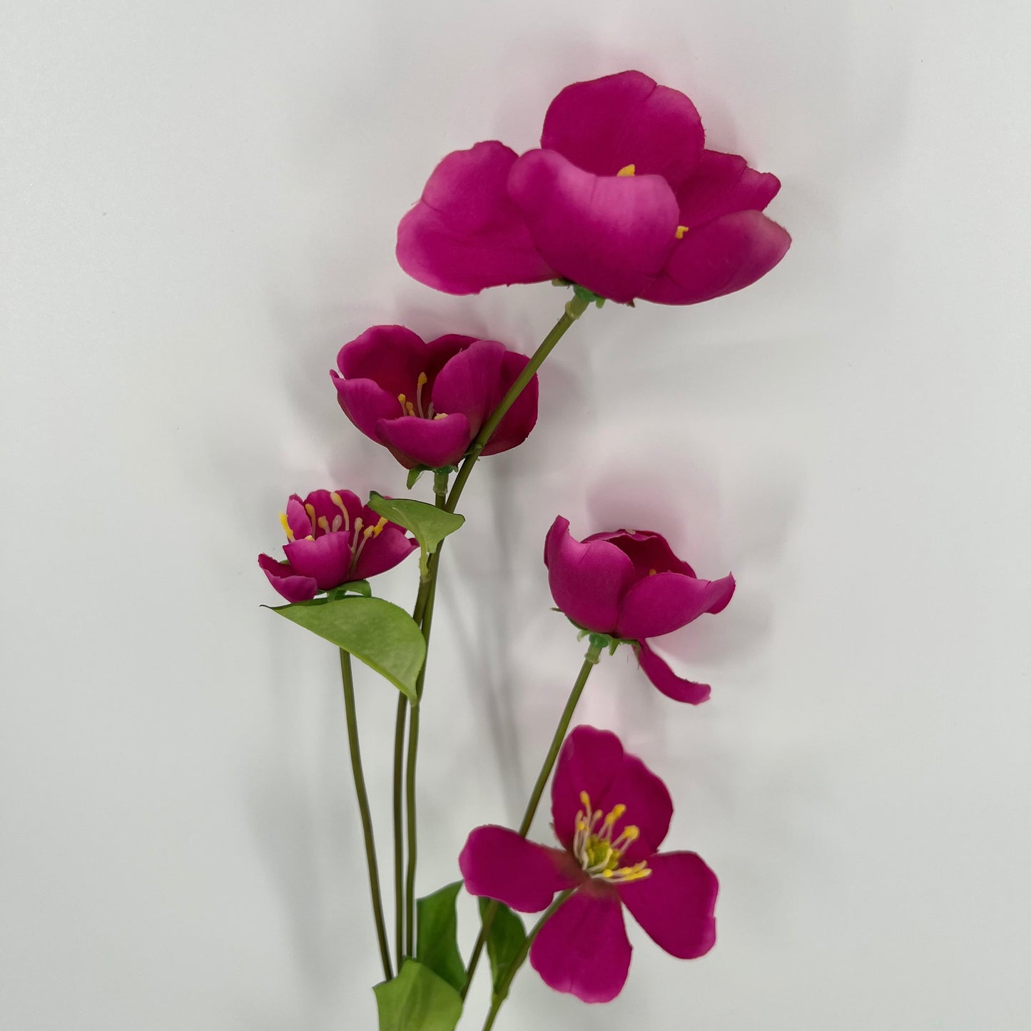 Melastoma tak, 76cm