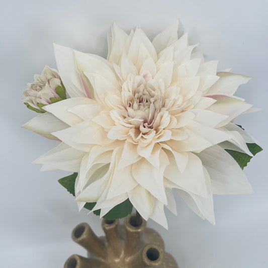 Witte Dahlia van Colmore, 57cm doorsnee bloem 23cm!