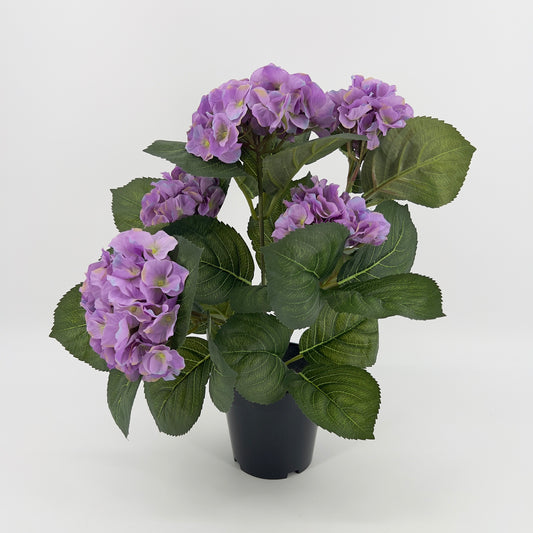 Hortensia in pot diverse kleuren, ruim 40cm