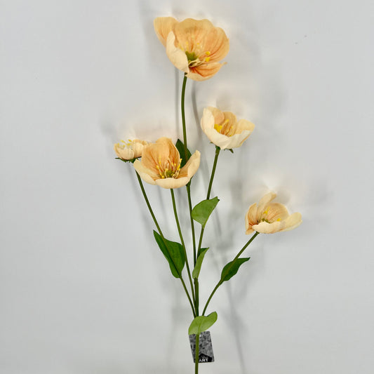 Melastoma tak, 76cm