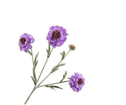 Silk-ka Scabiosa 3 bloemen en een knopje in lila of lavendel, 80cm