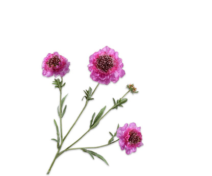 Silk-ka Scabiosa 3 bloemen en een knopje in lila of lavendel, 80cm